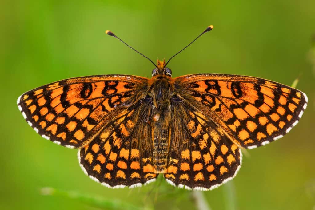 Fritillary Butterfly