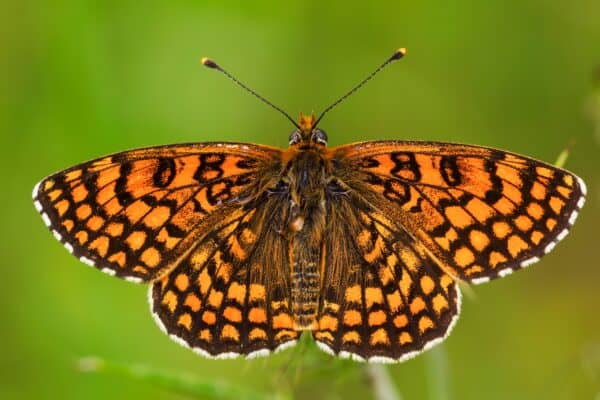Like most butterflies, fritillary butterflies are notoriously picky eaters.
