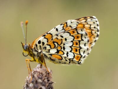 A Fritillary Butterfly