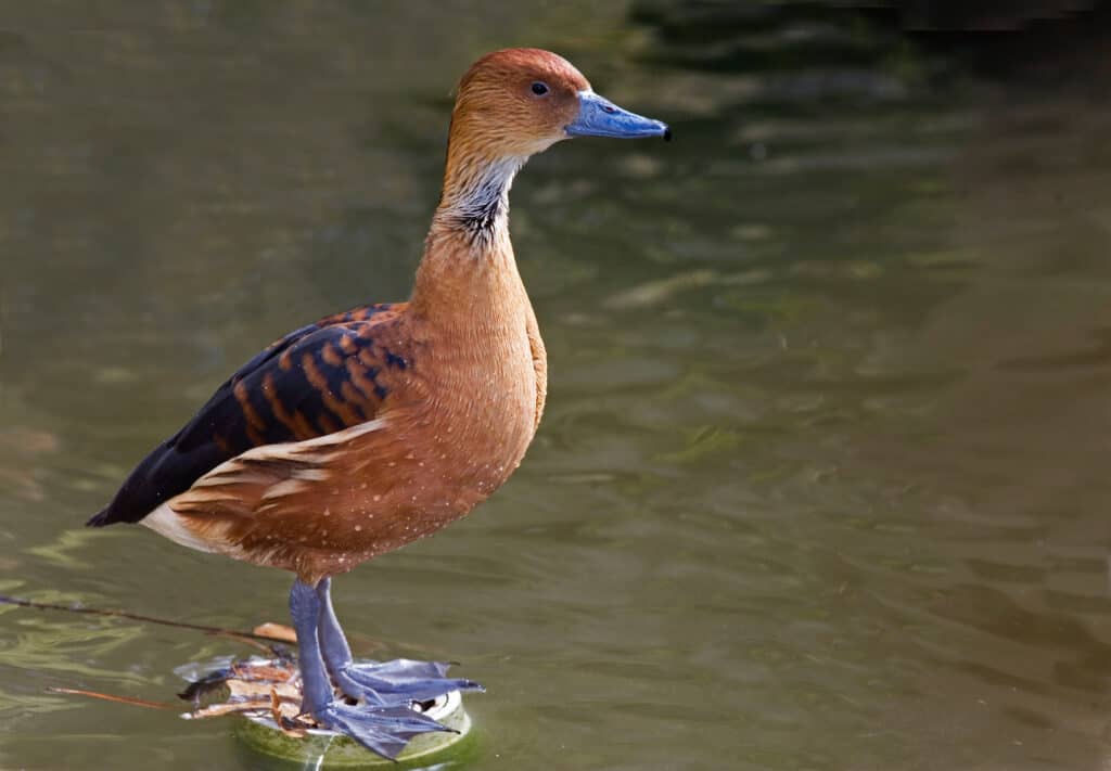 tawny whistle duck