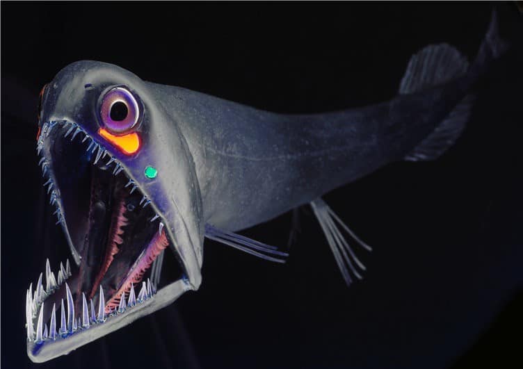 Traffic light loose mouth fish