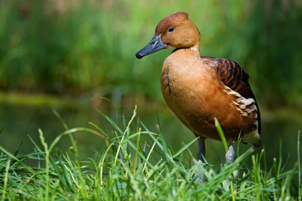 Fulvous whistling-duck