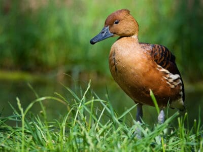 A Fulvous Whistling Duck