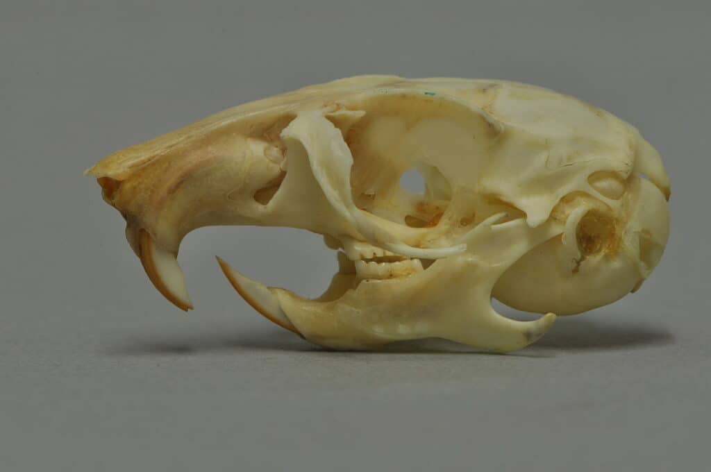 Gerbil skull