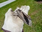 Giant wood moth