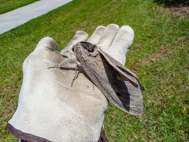 Giant wood moth, Endoxyla cinereus, perched on a man's work glove.