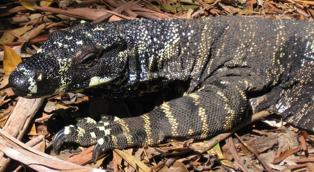 A photo of a gray monitor lizard