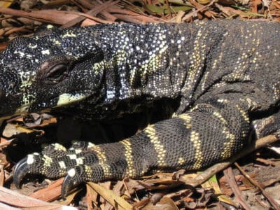 Lace Monitor Picture