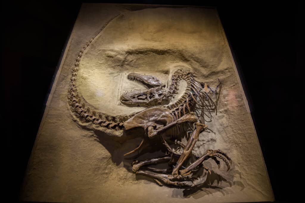 Gorgosaurus Skeleton