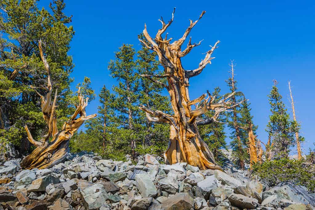 Great Basin Bristlecone Pine Trees