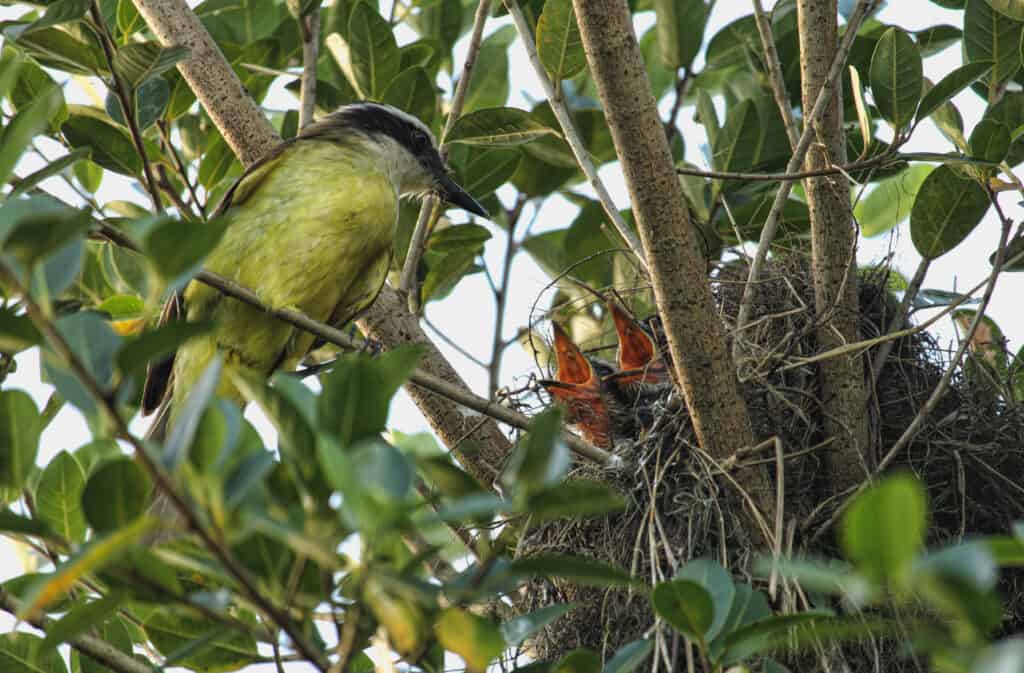 Great Kiskadee