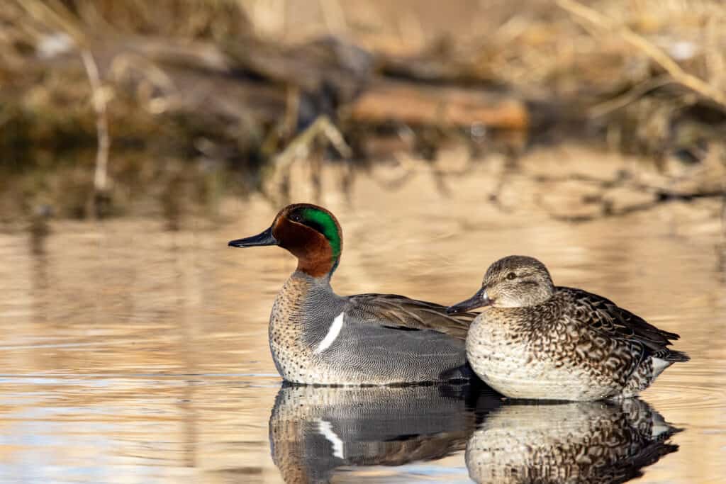 green winged teal
