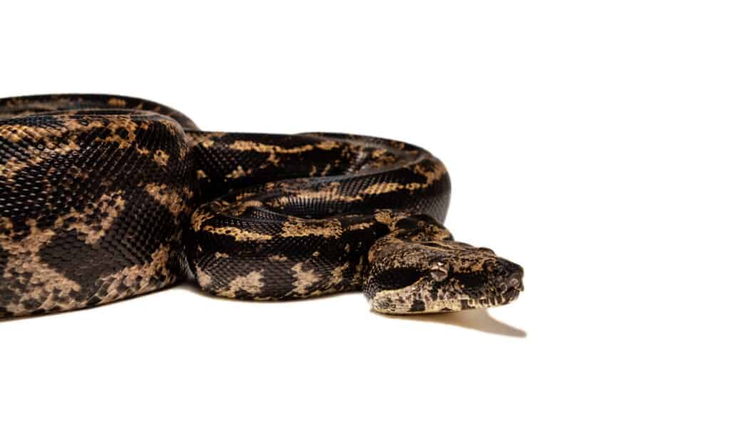 Hypo - Boa Constrictor Traits - Morphpedia