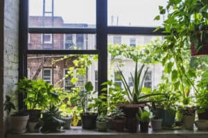 The 7 Best Grow Lights for Indoor Plants Picture