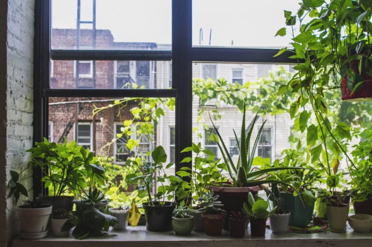 Indoor Garden in Brooklyn, New York