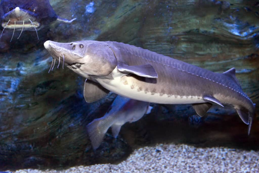 Sturgeon Fish Facts - A-Z Animals
