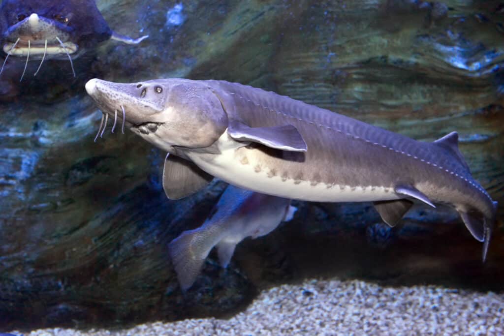 Sturgeon, a pond fish with instructions for use