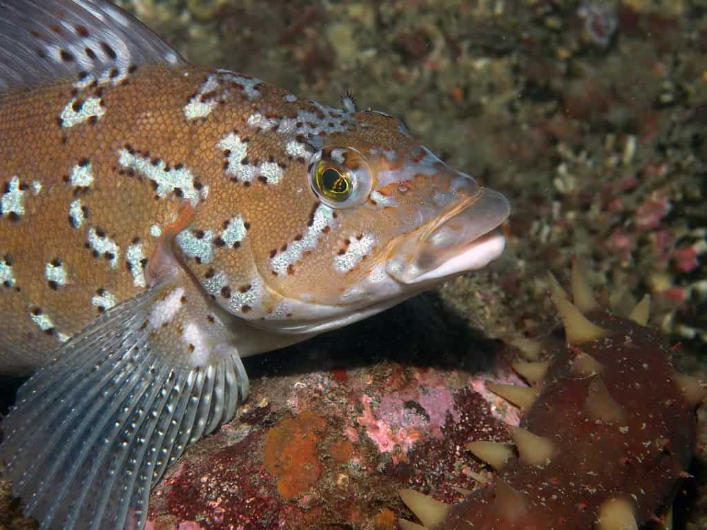 A Kelp Greenling