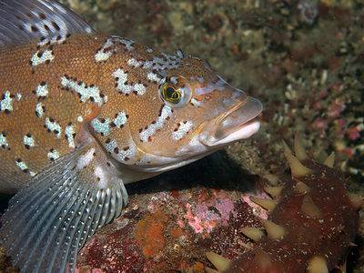 Kelp Greenling Picture