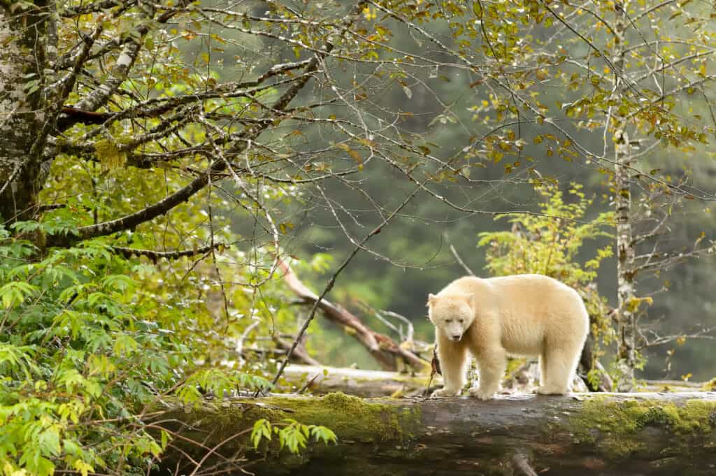 Spirit Bear