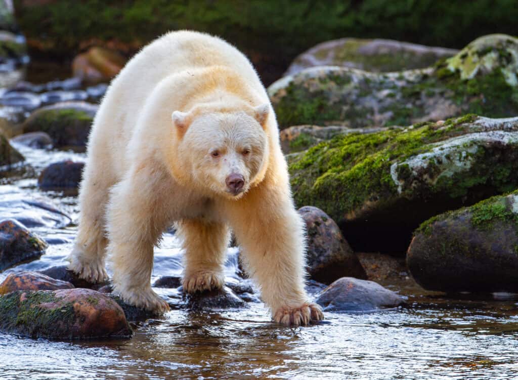 Kermode Bear (Spirit Bear) - strange bear sightings