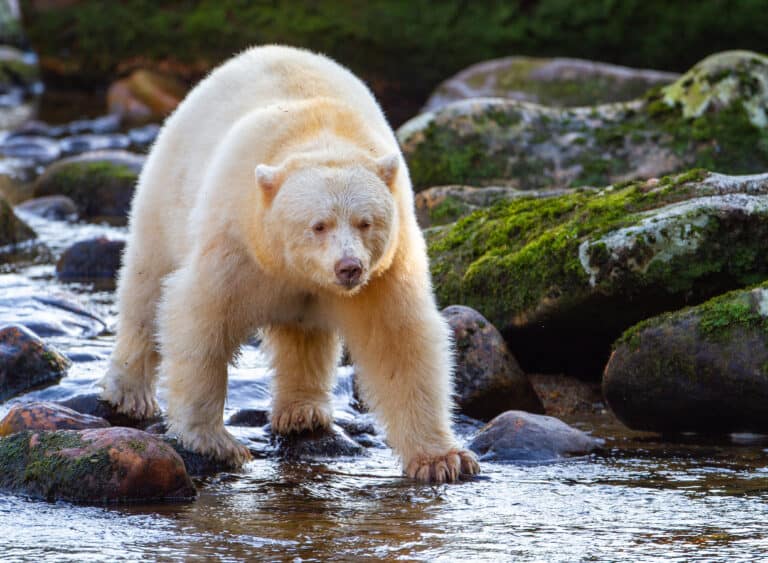 Kermode Bear (Spirit Bear)