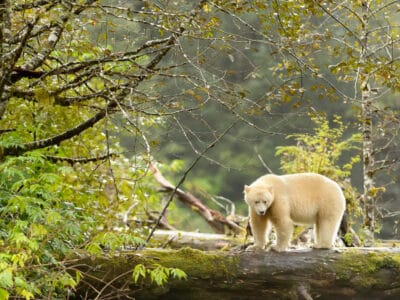 Kermode Bear (Spirit Bear) Picture