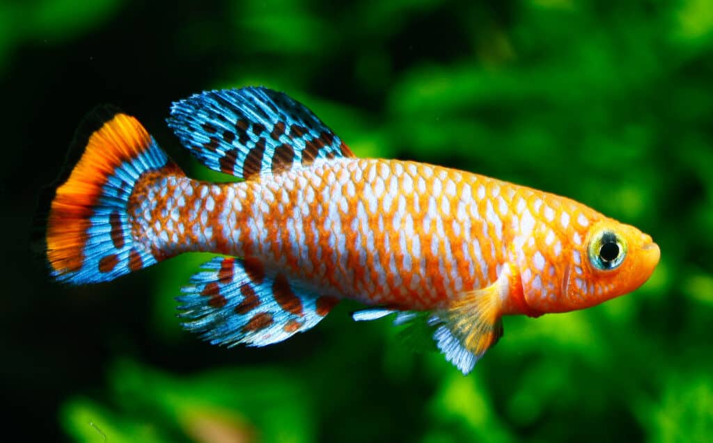 Killifish