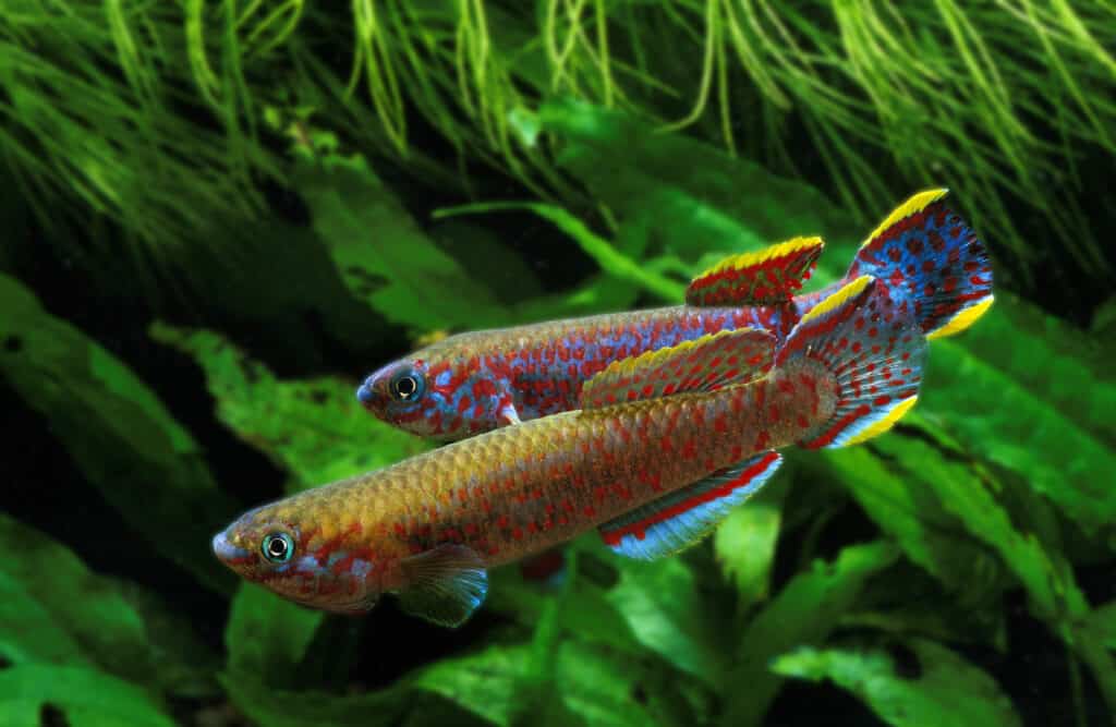 Killifish