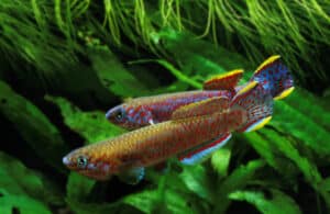 14 Types of Killifish: A Guide on Selecting, Breeding and Caring For ...