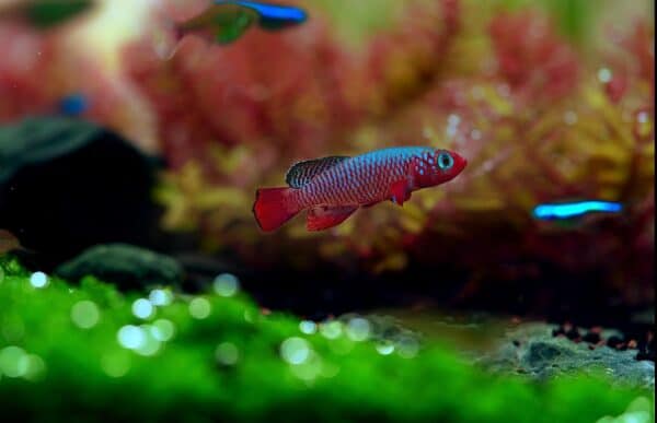 14 Types of Killifish: A Guide on Selecting, Breeding and Caring For ...