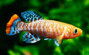 14 Types of Killifish: A Guide on Selecting, Breeding and Caring For Your Fish  Picture