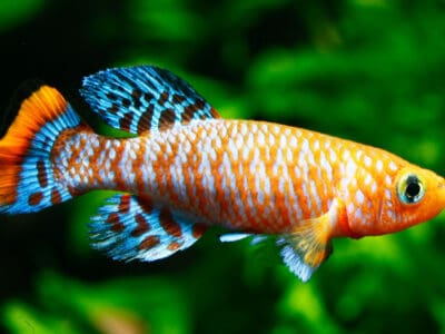 A Killifish