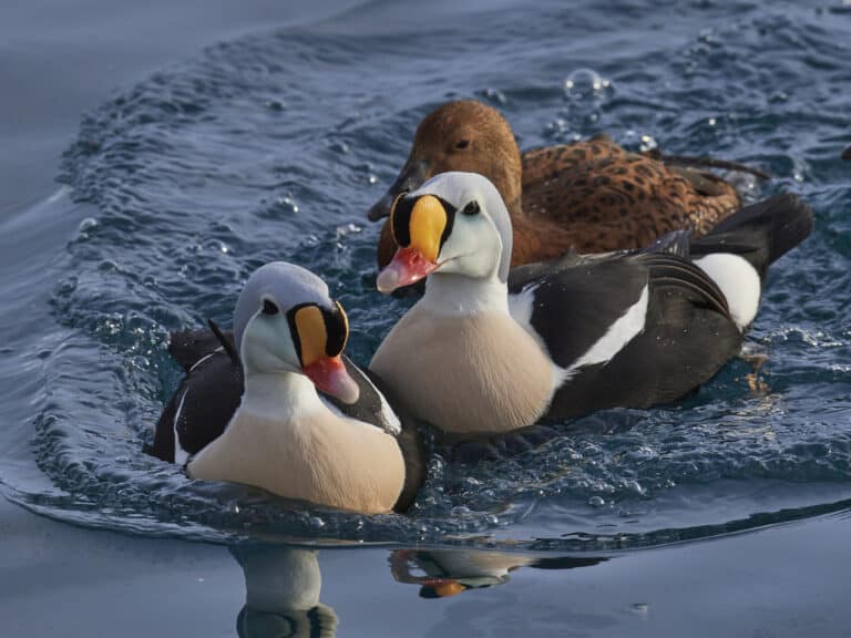 King Eider Ducks on Lake