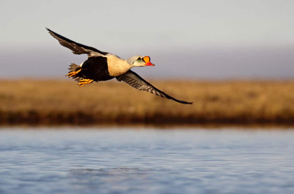 King Eider Flying