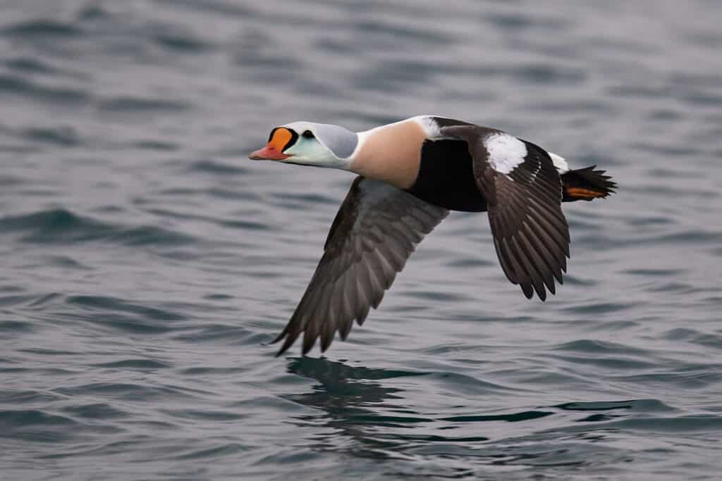 King Eider Duck Flying Above Lake