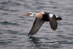 King Eider