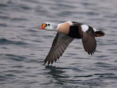 King Eider Picture