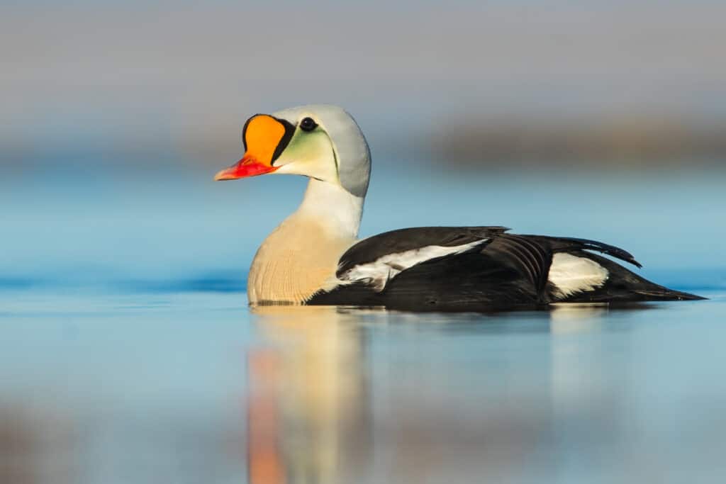 A King Eider Duck Swimming