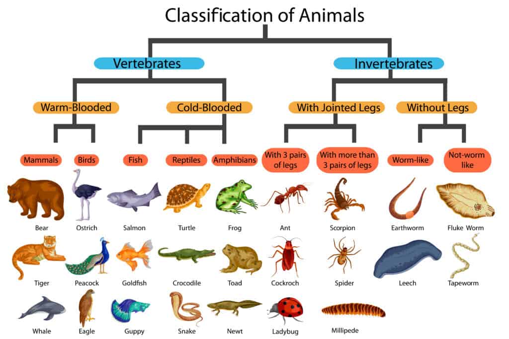 Kingdom Animalia