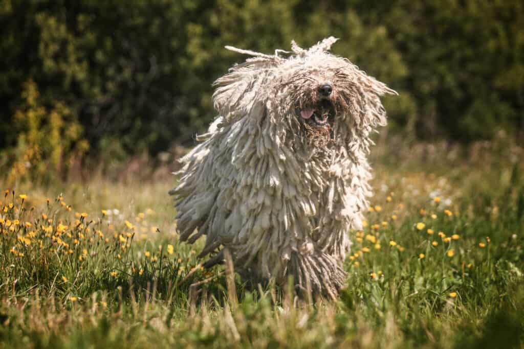 Dog Mop