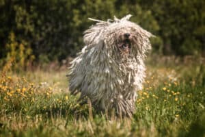 The 30 Most Unusual and Uncommon Dog Breeds photo