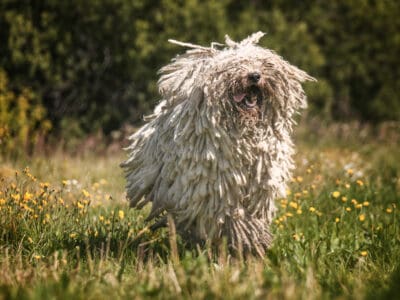 A The 30 Most Unusual and Uncommon Dog Breeds