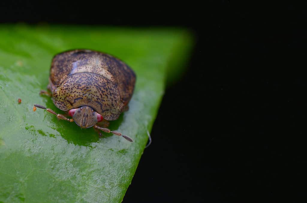 Macro Shot of a Kudzu Bug