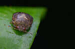 Kudzu bug