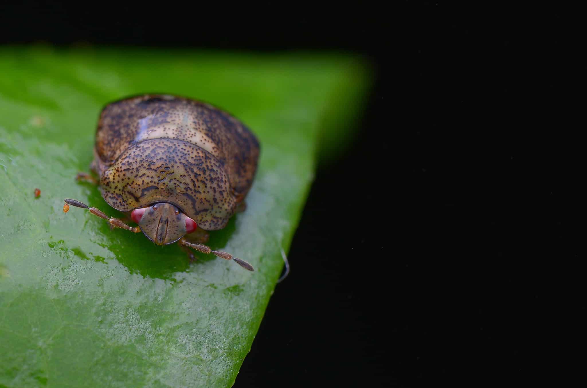 Kudzu Bug Animal Facts - Megacopta cribraria - A-Z Animals