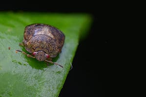 Macro Shot of a Kudzu Bug
