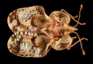 Lace Bug