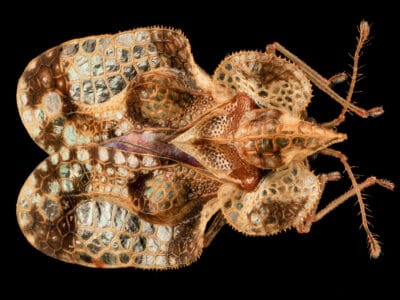 Lace Bug Picture