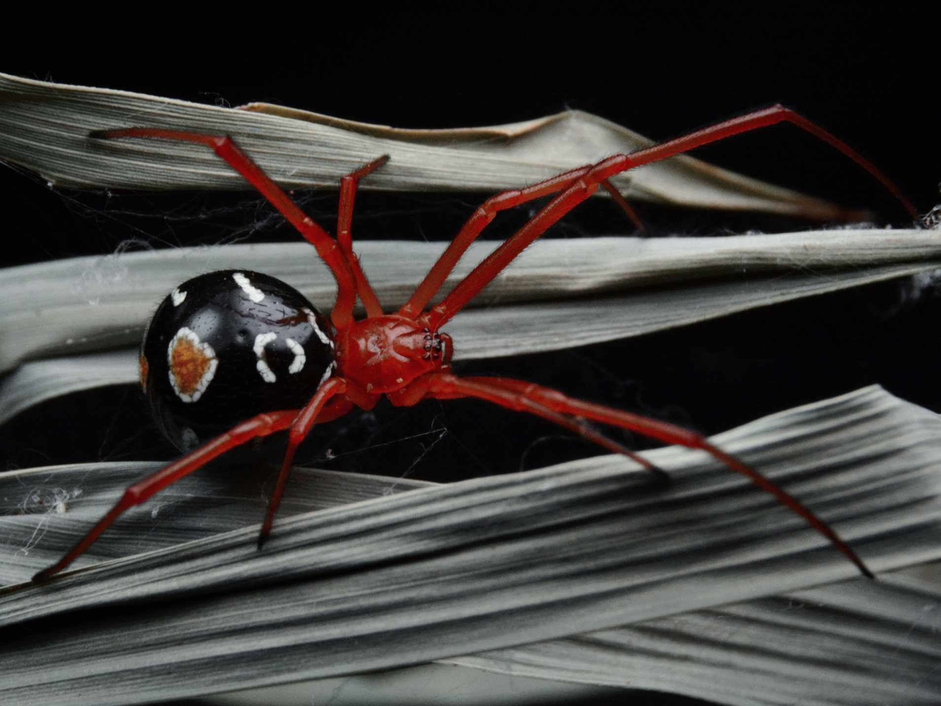 Red widow spider